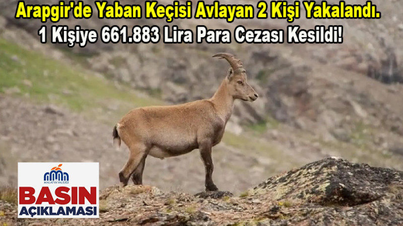 Arapgir'de Yaban Keçisi Avlayana Para Cezası Kesildi!