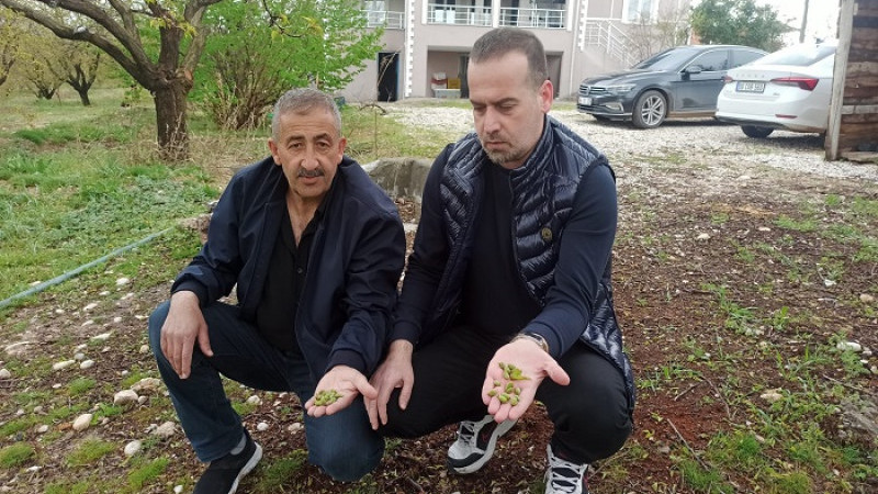 Karademir, Bahçelerde Zararın Büyük Kayısı Üreticileri Desteklenmeli