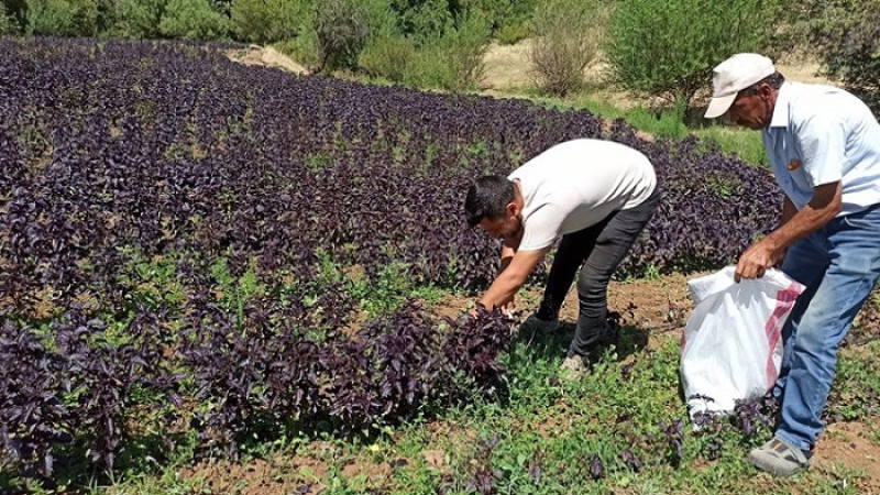 Endemik Bitkiler Kongresi 26-28 Haziran'da Arapgir'de  Yapılacak