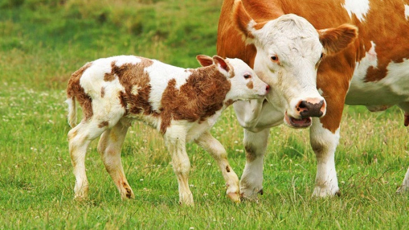 Buzağıya 280 TL, Süte 40 Kuruş, Kredide %5 İndirim