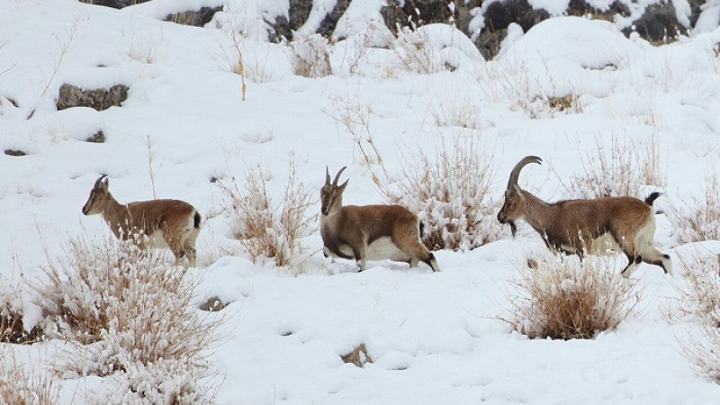 Darende'de Yaban Keçisi Avlayan Şahsa  956 Bin TL Ceza Kesildi