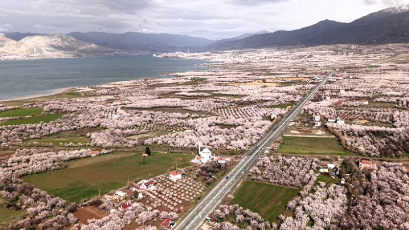 Kayısı Cenneti Malatya Çiçeklerle Beyaza Büründü