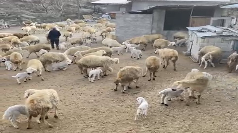 Darende'de Kuzu Doğumları Devam Ediyor