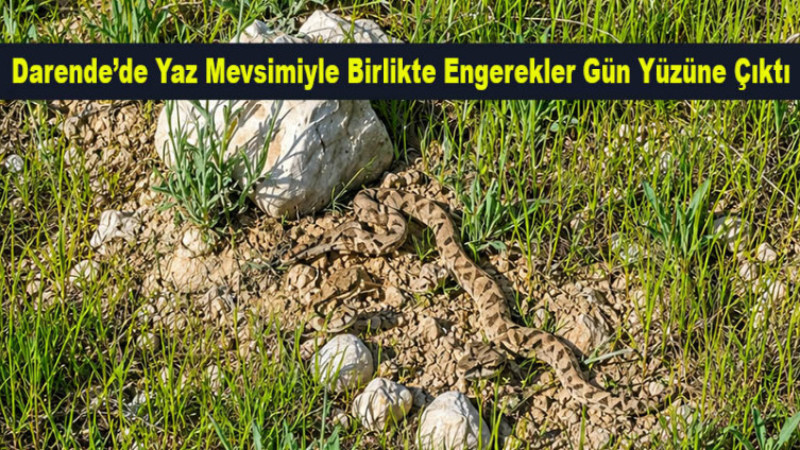 Darende'de Yaz Mevsimiyle Birlikte Engerekler Gün Yüzüne Çıktı