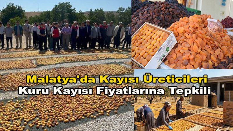 Malatya'da Kayısı Üreticileri Kayısı Fiyatlarına Tepkili