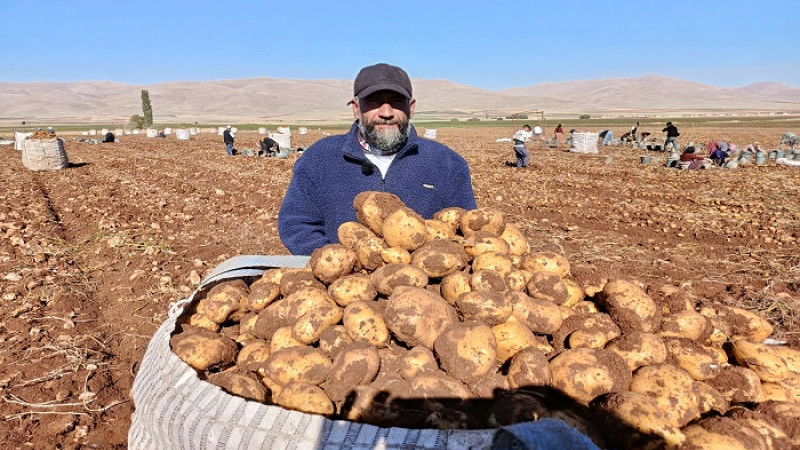 Darende’de Patates Bereketi: 20 Bin Ton Rekolte Bekleniyor