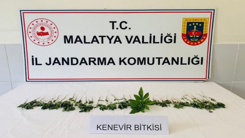 Malatya Jandarma'dan 5 İlçede Uyuşturucu Operasyonu