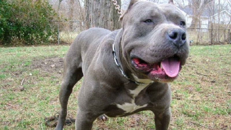 Malatya’da Pitbull Cinsi Bir Köpeğin Saldırması Sonucu 1 Kişi Yaralandı