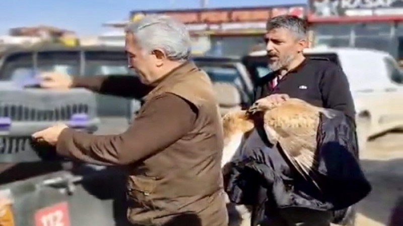 Cafana Mahallesinde Yaralı Kızıl Şahin Duyarlı Vatandaşlarca Kurtarıldı