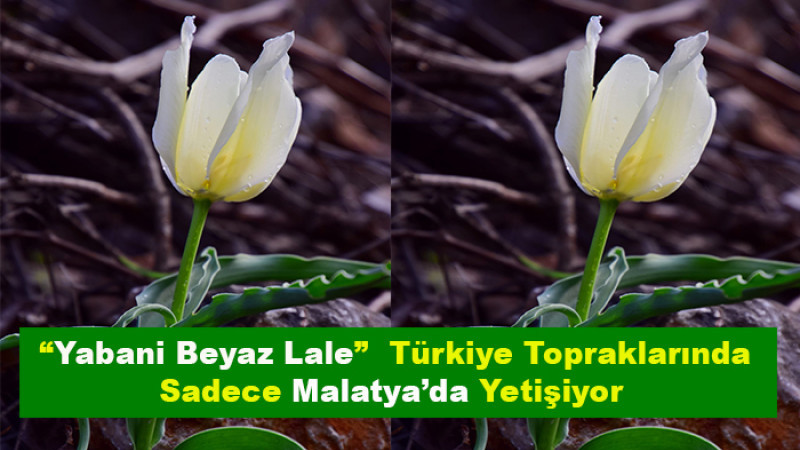 “Yabani Beyaz Lale”  Türkiye Topraklarında Sadece Malatya’da Yetişiyor