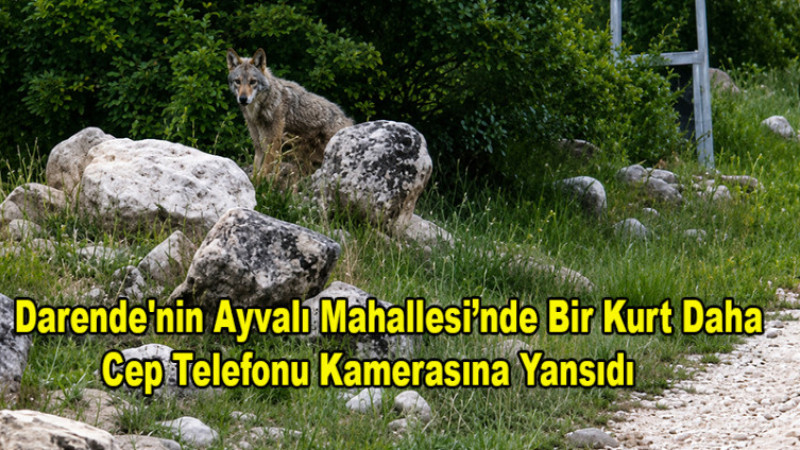 Darende Ayvalı'da Bir Kurt Cep Telefonu Kamerasına Yansıdı