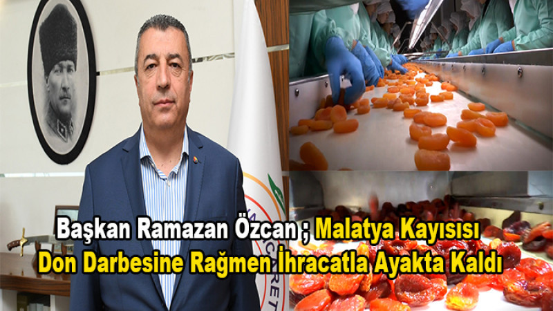 Malatya Kayısısı Don Darbesine Rağmen İhracatla Ayakta Kaldı