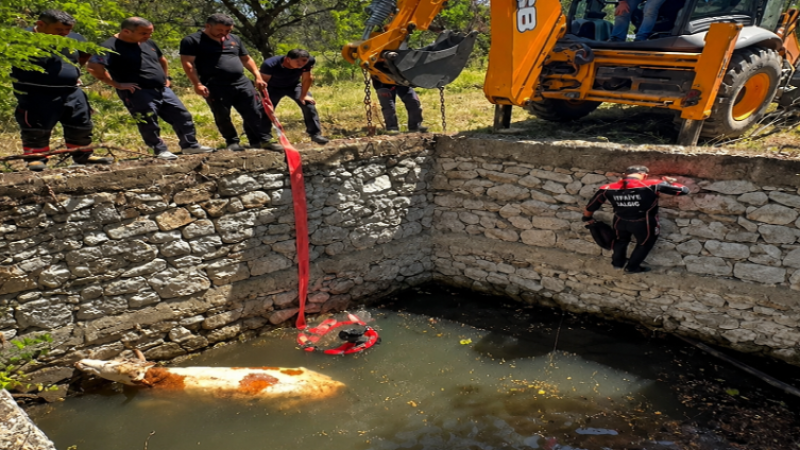Battalgazi Orduzu'da Sulama Havuzuna Düşen İnek Kurtarıldı