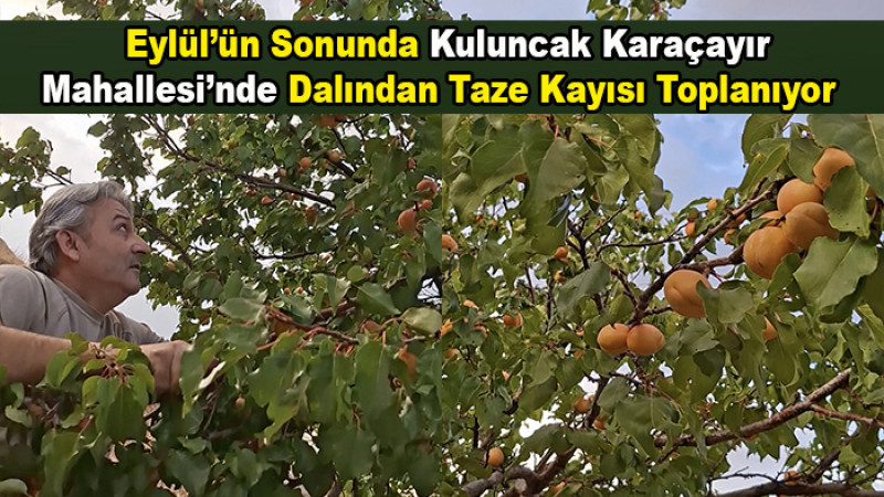 Eylül’ün Sonunda Kuluncak'ta Dalından Taze Kayısı Toplanıyor